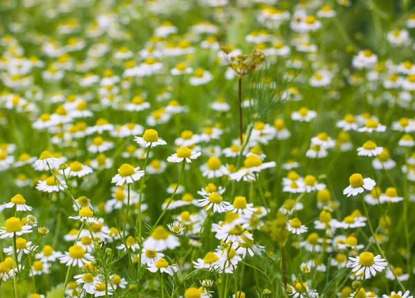 Fleurs Camomille Poussant Extérieur Plantes Médicinales Saison Floraison — Photo