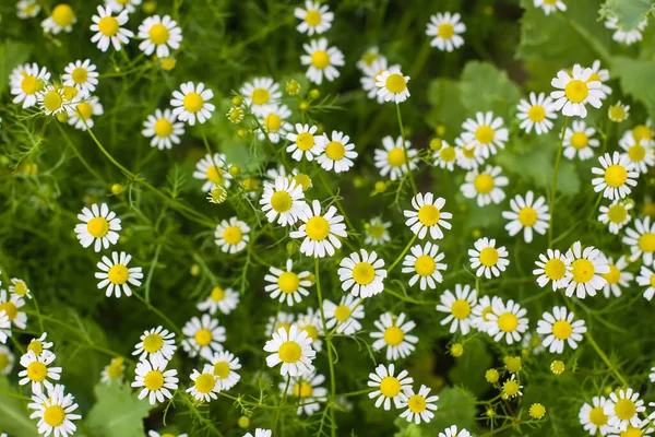 Kwiaty Rumianku Rosnące Zewnątrz Rośliny Medyczne Okresie Kwitnienia — Zdjęcie stockowe