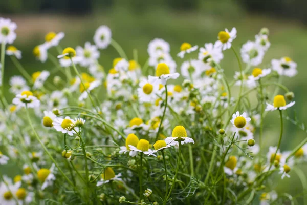 Fleurs Camomille Poussant Extérieur Plantes Médicinales Saison Floraison — Photo