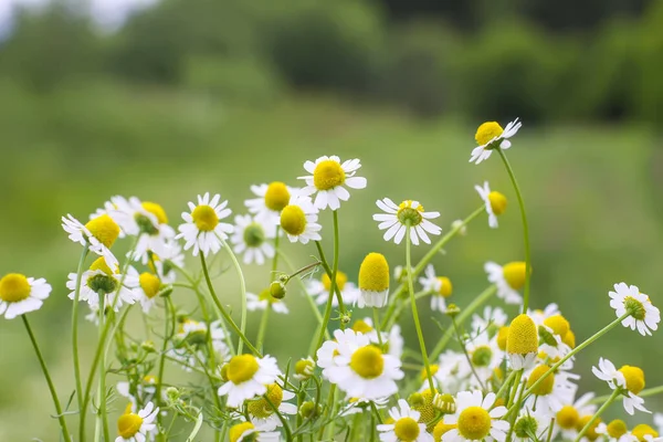 Kwiaty Rumianku Rosnące Zewnątrz Rośliny Medyczne Okresie Kwitnienia — Zdjęcie stockowe