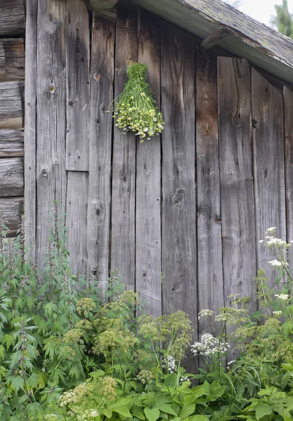 Kwiaty Rumianku Wiszące Drewnianej Ścianie Szopy Rośliny Medyczne Suszenie Zewnątrz — Zdjęcie stockowe