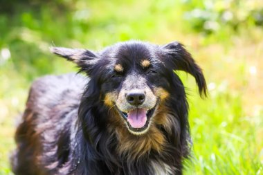 Güneş ışığında melez, aktif, dost köpek..