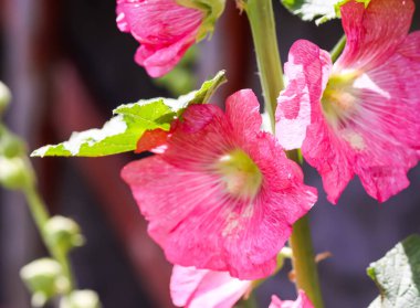 Mallow bitkileri çiçek açtı. Pembe bahçe çiçekleri