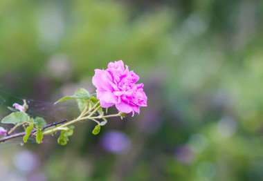 Bahçede pembe güller. Açık havada çiçek açan dekoratif bahçe bitkileri.