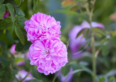 Bahçede pembe güller. Açık havada çiçek açan dekoratif bahçe bitkileri.