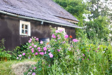Bahçede pembe güller. Kırsaldaki dekoratif bahçe bitkileri.