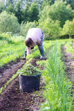 Woman removes weeds from the soil on the vegetable garden.