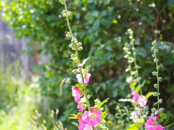Plantas Malva Flor Flores Jardín Rosa —  Fotos de Stock