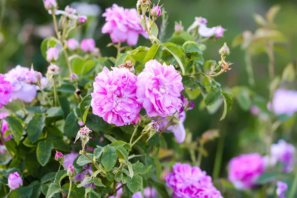 庭のピンクのバラ 屋外に咲く装飾庭園植物 — ストック写真