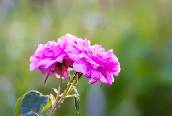 Różowe Róże Ogrodzie Dekoracyjne Rośliny Ogrodowe Kwitnące Zewnątrz — Zdjęcie stockowe