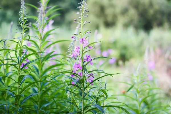 Blühende Sally Heilpflanze Voller Blüte Epilobium Arten Feuerkraut Weidenröschen Rosebay — Stockfoto