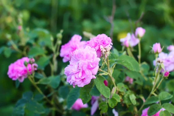 stock image Pink roses in the garden. Decorative garden plants in the countryside.