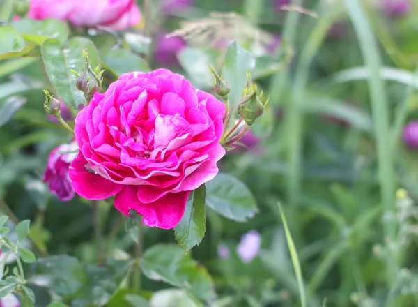庭のピンクのバラ 屋外に咲く装飾庭園植物 — ストック写真