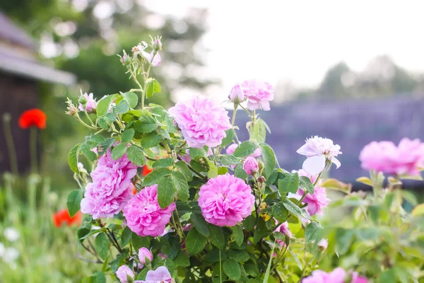 분홍빛 정원에 있습니다 시골에 장식용 — 스톡 사진