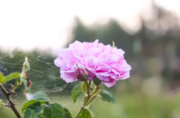 Rosas Rosadas Jardín Plantas Decorativas Jardín Que Florecen Aire Libre —  Fotos de Stock