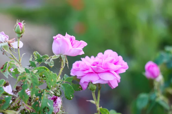 Ροζ Τριαντάφυλλα Στον Κήπο Διακοσμητικά Φυτά Κήπου Ανθίζουν Εξωτερικούς Χώρους — Φωτογραφία Αρχείου