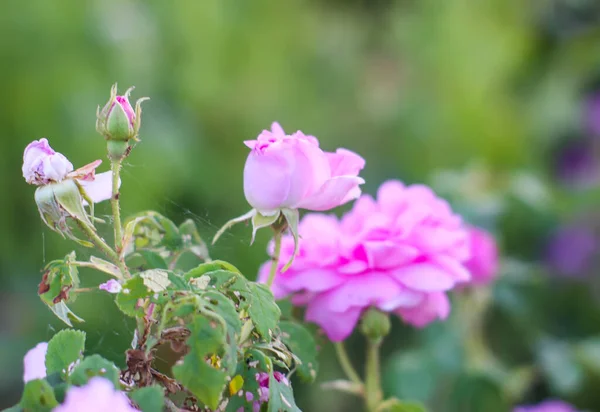 Roses Roses Dans Jardin Des Plantes Jardin Décoratives Fleurissant Extérieur — Photo