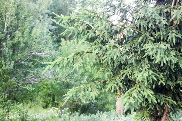 시드라 나무가 가리워 — 스톡 사진
