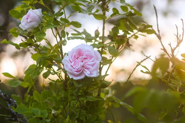 Ροζ Τριαντάφυλλα Στον Κήπο Διακοσμητικά Φυτά Κήπου Ανθίζουν Εξωτερικούς Χώρους — Φωτογραφία Αρχείου