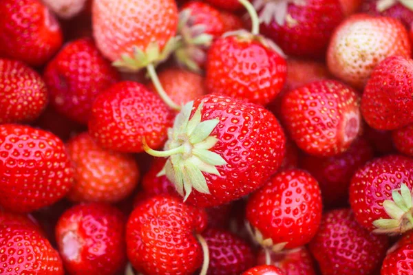 stock image Red ripe strawberries. Fresh organic berries for healthy eating.