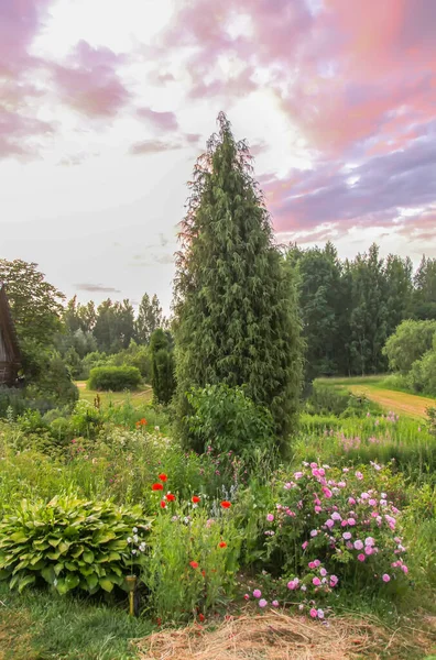 Summer Landscape Countryside Spruce Tree Garden Flowers — Stock Photo, Image