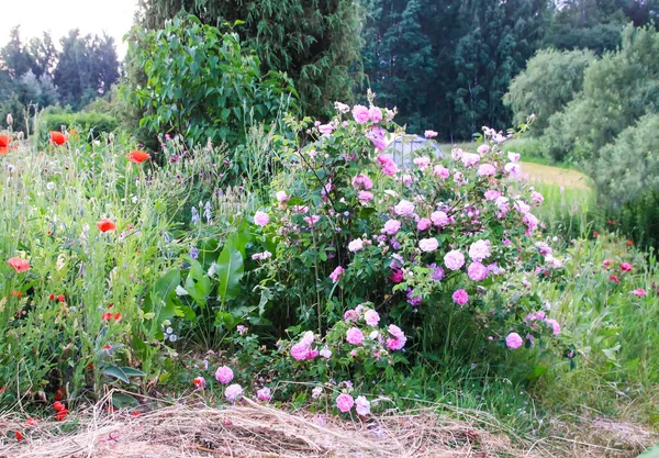 Rosas Cor Rosa Jardim Plantas Jardim Decorativas Campo — Fotografia de Stock