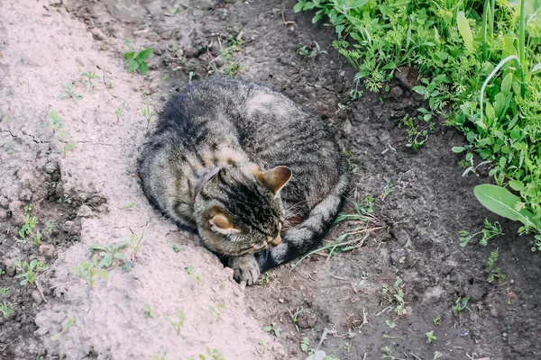 Kočka Spí Zemi Zeleninové Zahradě — Stock fotografie