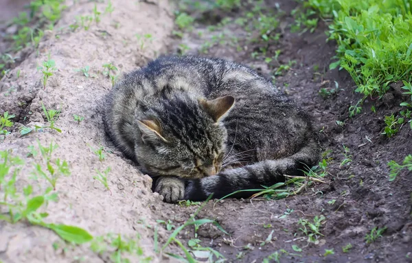 Kočka Spí Zemi Zeleninové Zahradě — Stock fotografie
