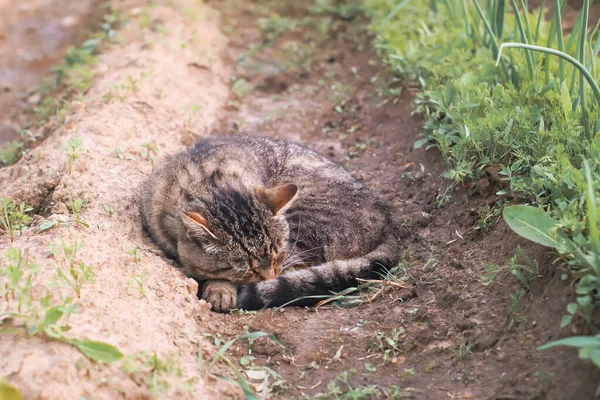 Kedi Sebze Bahçesinde Yerde Uyuyor — Stok fotoğraf