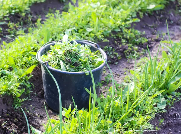 Weeds Plastic Bucket Kitchen Garden — Stock Photo, Image