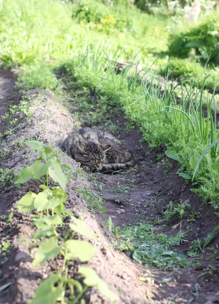 Macska Alszik Földön Zöldségkertben — Stock Fotó