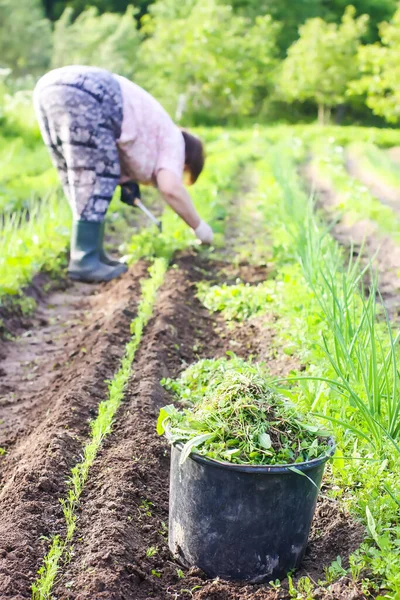Woman removes weeds from the soil on the vegetable garden.