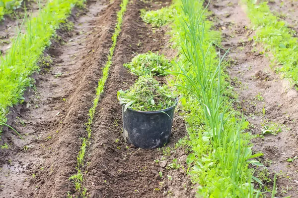 Weeds in a plastic bucket on kitchen-garden.