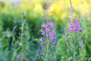 Fireweed, Willowhere, Blooming Sally, Epilobium angustifolium medikal bitki