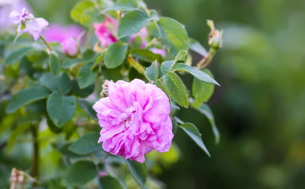 Rosafarbene Rosenblüten Dekorativ Schöne Gartenpflanzen Der Blütezeit — Stockfoto