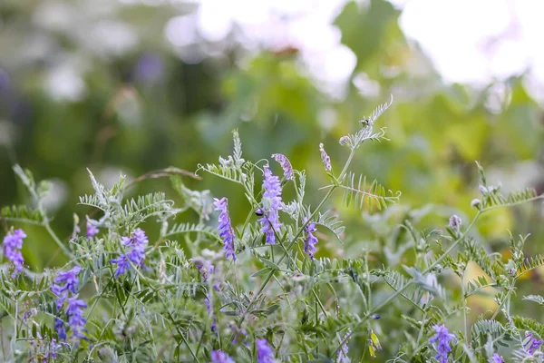 Flores Silvestres Púrpura Hierba Verde Cerca —  Fotos de Stock