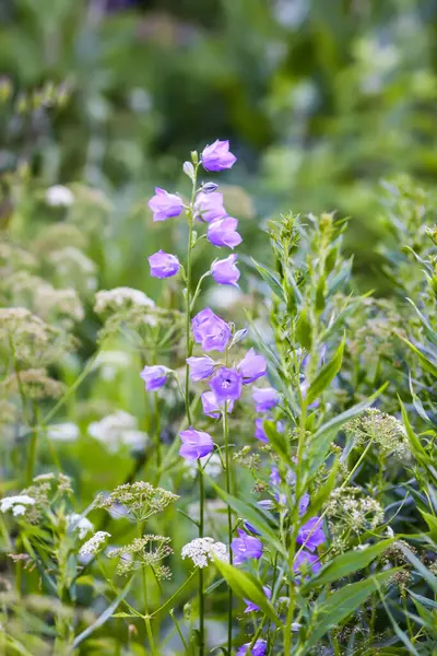 紫色のカンパヌラ装飾庭園の花 — ストック写真