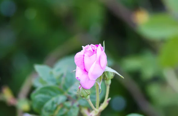 Różowe Kwiaty Róż Dekoracyjne Piękne Rośliny Ogrodowe Sezonie Kwitnienia — Zdjęcie stockowe