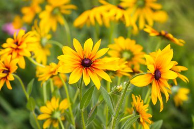 Çiçek mevsiminde güzel, parlak bir bahçe Rudbeckia çiçekleri.