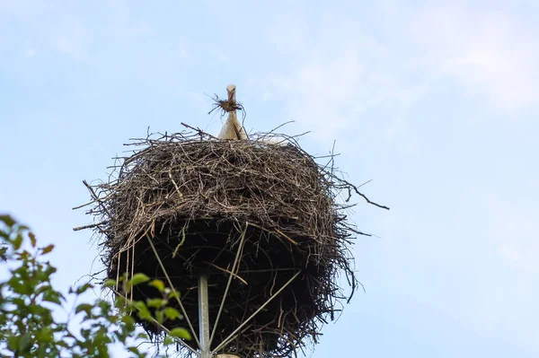 Stork Bird Building Nest — Stock Photo, Image