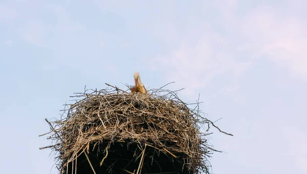 鸟雀筑巢 — 图库照片