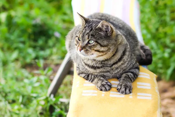 Evcil Kedi Yaz Bahçesinde Bankta Yatıyor — Stok fotoğraf