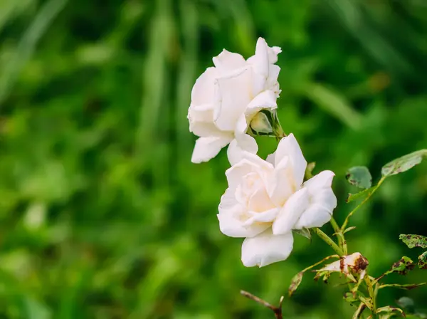Όμορφα Λευκά Λουλούδια Τριαντάφυλλο Στον Κήπο Εποχή Ανθοφορίας — Φωτογραφία Αρχείου