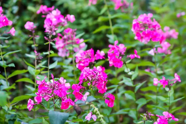 Hermoso Jardín Brillante Flores Flox Púrpura Temporada Floración — Foto de Stock