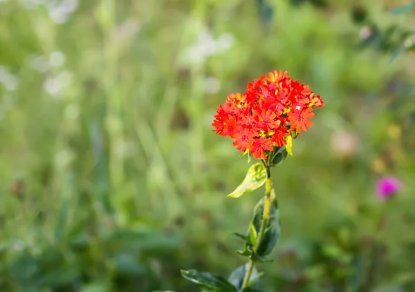 開花期の美しい明るい庭の花 — ストック写真
