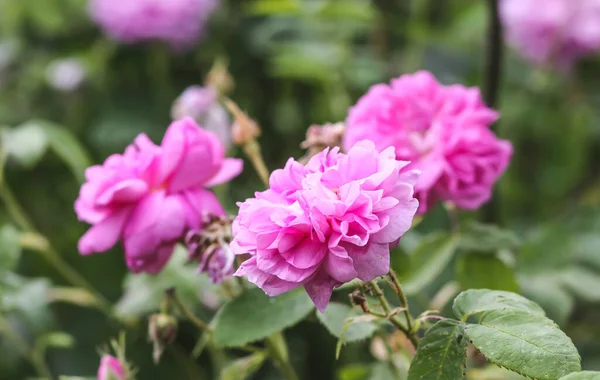 ピンクのバラ 開花中の庭の花 — ストック写真