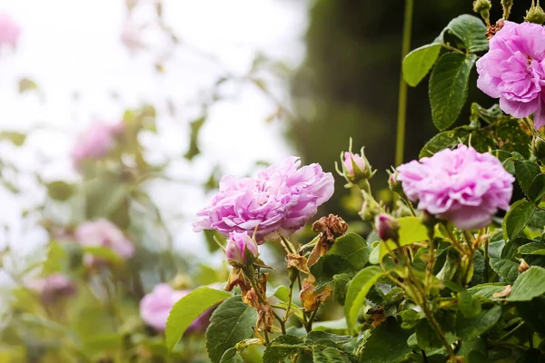 Rose Rosa Fiori Giardino Fiore — Foto Stock