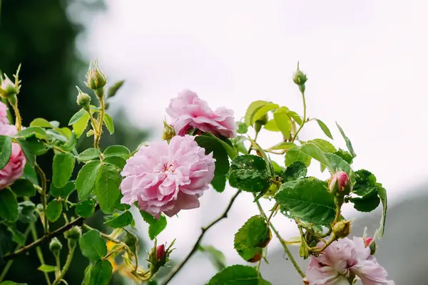 Ροζ Τριαντάφυλλα Ανθισμένα Λουλούδια Κήπου — Φωτογραφία Αρχείου