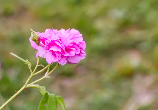 stock image Pink roses. Garden flowers in bloom.