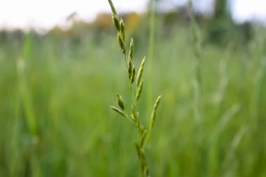 Yaz tarlasında güneş ışığında kır çiçekleri. 